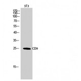 CD9 Antibody - Western blot of CD9 antibody