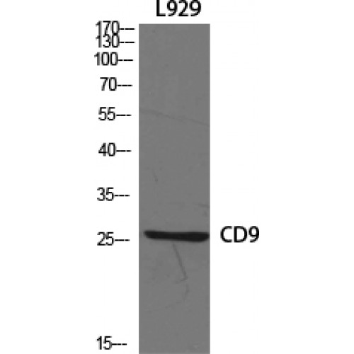CD9 Antibody - Western blot of CD9 antibody