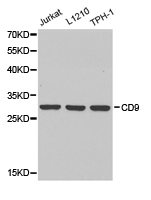 CD9 Antibody - Western blot of extracts of various cell lines, using CD9 antibody.