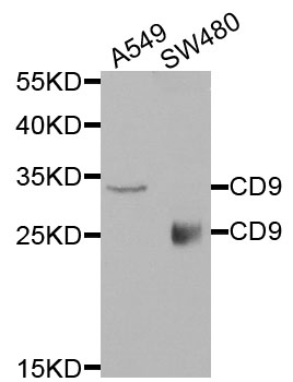 CD9 Antibody - Western blot analysis of extracts of various cells.