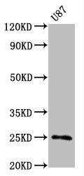 CD9 Antibody - Western Blot Positive WB detected in:U87 whole cell lysate All Lanes:CD9 antibody at 0.55µg/ml Secondary Goat polyclonal to rabbit IgG at 1/50000 dilution Predicted band size: 25 KDa Observed band size: 25 KDa