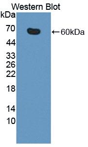 CD95 / FAS Antibody - Western blot of CD95 / FAS antibody.