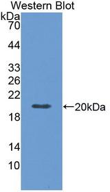 CD95 / FAS Antibody - Western Blot; Sample: Recombinant protein.