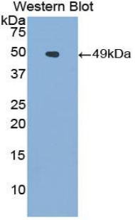 CD95 / FAS Antibody - Western blot of recombinant CD95 / FAS.  This image was taken for the unconjugated form of this product. Other forms have not been tested.