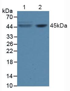 CD95 / FAS Antibody - Western Blot; Sample: Lane1: Human Hela Cells; Lane2: Human Jurkat Cells.