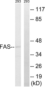 CD95 / FAS Antibody - Western blot analysis of lysates from 293 cells, using FAS Antibody. The lane on the right is blocked with the synthesized peptide.