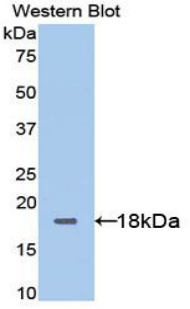 CD95 / FAS Antibody - Western blot of recombinant CD95 / FAS.  This image was taken for the unconjugated form of this product. Other forms have not been tested.