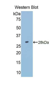 CD95 / FAS Antibody - Western blot of recombinant CD95 / FAS.  This image was taken for the unconjugated form of this product. Other forms have not been tested.