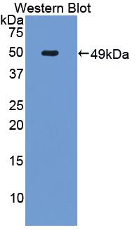 CD95 / FAS Antibody - Western Blot; Sample: Recombinant protein.