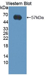 CD95 / FAS Antibody - Western blot of CD95 / FAS antibody.