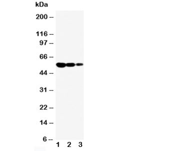 CD95 / FAS Antibody - Western blot testing of CD95 antibody and Lane 1: recombinant mouse protein 10ng; 2: 5ng; 3: 2.5ng