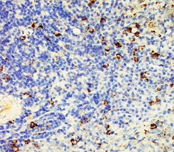 CD95 / FAS Antibody - IHC-P: CD95 antibody testing of rat spleen tissue lysate