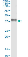 CD95 / FAS Antibody - Immunoprecipitation of FAS transfected lysate using anti-FAS monoclonal antibody and Protein A Magnetic Bead, and immunoblotted with FAS rabbit polyclonal antibody.