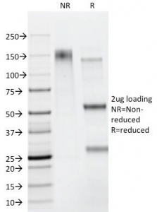 CD95 / FAS Antibody - SDS-PAGE Analysis of Purified, BSA-Free Fas Antibody (B-R18). Confirmation of Integrity and Purity of the Antibody.