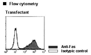 CD95 / FAS Antibody -  This image was taken for the unconjugated form of this product. Other forms have not been tested.