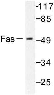 CD95 / FAS Antibody - Western blot of FAS (L315) pAb in extracts from LOVO cells.