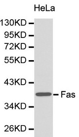 CD95 / FAS Antibody - Western blot of Fas pAb in extracts from Hela cells.