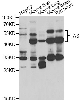 CD95 / FAS Antibody - Western blot analysis of extracts of various cell lines, using FAS antibody at 1:800 dilution. The secondary antibody used was an HRP Goat Anti-Rabbit IgG (H+L) at 1:10000 dilution. Lysates were loaded 25ug per lane and 3% nonfat dry milk in TBST was used for blocking. An ECL Kit was used for detection and the exposure time was 30s.