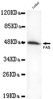 CD95 / FAS Antibody - Western blot detection of FAS(C-terminus) in Jurkat cell lysates using FAS(C-terminus) mouse monoclonal antibody (1:1000 dilution). Predicted band size: 45KDa. Observed band size: 45KDa.