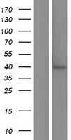 CD95 / FAS Protein - Western validation with an anti-DDK antibody * L: Control HEK293 lysate R: Over-expression lysate