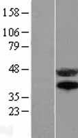 CD95 / FAS Protein - Western validation with an anti-DDK antibody * L: Control HEK293 lysate R: Over-expression lysate