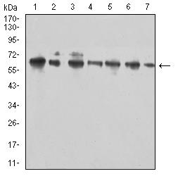 CD96 / TACTILE Antibody - Western blot analysis using CD96 mouse mAb against Hela (1), Jurkat (2), MOLT4 (3), Raji (4), HL-60 (5), U937 (6), and C6 (7) cell lysate.