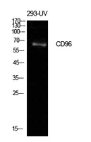 CD96 / TACTILE Antibody - Western Blot analysis of extracts from 293-UV cells using CD96 Antibody.