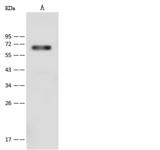 CD96 / TACTILE Antibody - Anti-CD96 rabbit polyclonal antibody at 1:1000 dilution. Lane A: Mouse pancreas tissue lysate. Lysates/proteins at 30 ug per lane. Secondary: Goat Anti-Rabbit IgG (H+L)/HRP at 1/10000 dilution. Developed using the ECL technique. Performed under reducing conditions. Predicted band size: 67 kDa. Observed band size: 67 kDa.