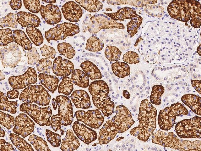 CD98 Antibody - Immunochemical staining of human CD98 in human kidney with rabbit polyclonal antibody at 1:1000 dilution, formalin-fixed paraffin embedded sections.