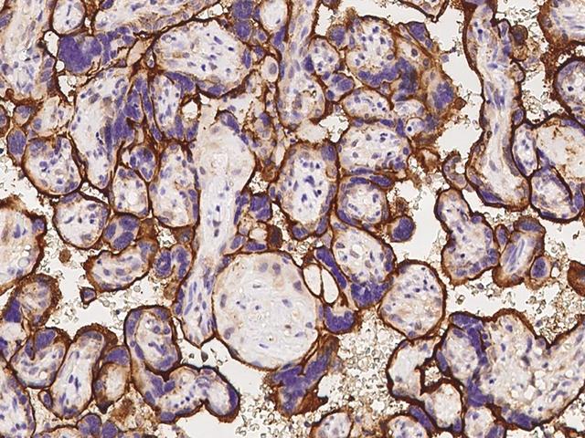 CD98 Antibody - Immunochemical staining of human CD98 in human placenta with rabbit polyclonal antibody at 1:1000 dilution, formalin-fixed paraffin embedded sections.