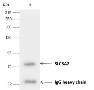 CD98 Antibody - SLC3A2 was immunoprecipitated using: Lane A: 0.5 mg HEPG2 Whole Cell Lysate. 4 uL anti-SLC3A2 rabbit polyclonal antibody and 60 ug of Immunomagnetic beads Protein A/G. Primary antibody: Anti-SLC3A2 rabbit polyclonal antibody, at 1:100 dilution. Secondary antibody: Goat Anti-Rabbit IgG (H+L)/HRP at 1/10000 dilution. Developed using the ECL technique. Performed under reducing conditions. Predicted band size: 72 kDa. Observed band size: 72 kDa.