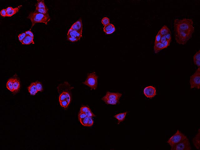 CD98 Antibody - ImmunoFluorscence staining of SLC3A2 in MCF7 cells. Cells were fixed with 4% PFA, blocked with 10% serum, and incubated with mouse anti-Human SLC3A2 monoclonal antibody (dilution ratio 1:60) at 4°C overnight. Then cells were stained with the Alexa Fluor 594-conjugated Goat Anti-mouse IgG secondary antibody (red) and counterstained with DAPI (blue). Positive staining was localized to Cytoplasm and Cell membrane.