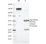 CD98 Antibody - SDS-PAGE Analysis of Purified, BSA-Free CD98 Antibody (clone UM7F8). Confirmation of Integrity and Purity of the Antibody.