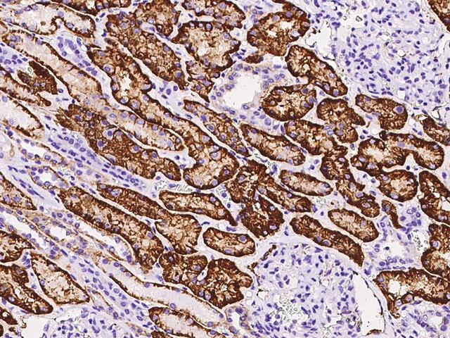 CD98 Antibody - Immunochemical staining of human SLC3A2 in human kidney with rabbit polyclonal antibody at 1:1000 dilution, formalin-fixed paraffin embedded sections.