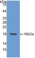 CD99 Antibody - Western Blot; Sample: Recombinant CD99, Rat.