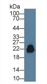 CD99 Antibody - Western Blot; Sample: Mouse Testis lysate; Primary Ab: 1µg/ml Rabbit Anti-Mouse CD99 Antibody Second Ab: 0.2µg/mL HRP-Linked Caprine Anti-Rabbit IgG Polyclonal Antibody