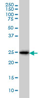 CD99 Antibody - CD99 monoclonal antibody (M01), clone 3A10 Western Blot analysis of CD99 expression in K-562.