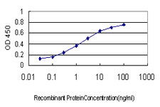 CD99 Antibody - Detection limit for recombinant GST tagged CD99 is approximately 0.03 ng/ml as a capture antibody.