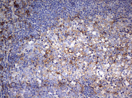 CD99 Antibody - IHC of paraffin-embedded Human tonsil using anti-CD99 mouse monoclonal antibody. (Heat-induced epitope retrieval by 10mM citric buffer, pH6.0, 120°C for 3min).