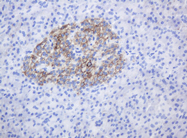 CD99 Antibody - IHC of paraffin-embedded Human pancreas tissue using anti-CD99 mouse monoclonal antibody.