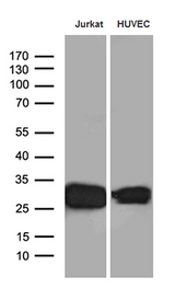 CD99 Antibody - Western blot analysis of extracts. (35ug) from 2 different cell lines by using anti-CD99 monoclonal antibody. (1:500)