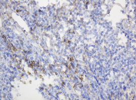 CD99 Antibody - IHC of paraffin-embedded Human tonsil using anti-CD99 mouse monoclonal antibody.