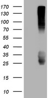 CD99 Antibody - HEK293T cells were transfected with the pCMV6-ENTRY control (Left lane) or pCMV6-ENTRY CD99 (Right lane) cDNA for 48 hrs and lysed. Equivalent amounts of cell lysates (5 ug per lane) were separated by SDS-PAGE and immunoblotted with anti-CD99.