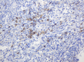 CD99 Antibody - IHC of paraffin-embedded Human tonsil using anti-CD99 mouse monoclonal antibody. (Heat-induced epitope retrieval by 10mM citric buffer, pH6.0, 120°C for 3min).