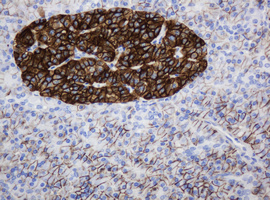 CD99 Antibody - IHC of paraffin-embedded Human pancreas tissue using anti-CD99 mouse monoclonal antibody. (Heat-induced epitope retrieval by 10mM citric buffer, pH6.0, 120°C for 3min).