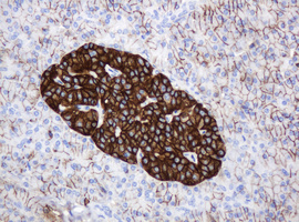 CD99 Antibody - IHC of paraffin-embedded Human pancreas tissue using anti-CD99 mouse monoclonal antibody.