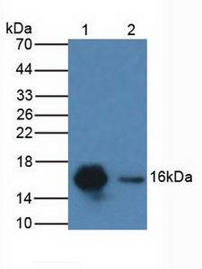 CDA / Cytidine Deaminase Antibody - Western Blot; Sample: Lane1: Human HeLa Cells; Lane2: Porcine Kidney Tissue.