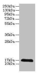 CDA / Cytidine Deaminase Antibody - Western blot All lanes: Cytidine deaminase at 2µg/ml + 293T whole cell lysate Secondary Goat polyclonal to rabbit IgG at 1/10000 dilution Predicted band size: 17 kDa Observed band size: 17 kDa