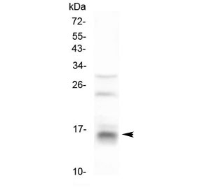 CDA / Cytidine Deaminase Antibody - Western blot testing of human HeLa cell lysate with CDA antibody at 0.5ug/ml. Predicted molecular weight ~16 kDa.