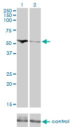 CDADC1 Antibody - Western blot of CDADC1 over-expressed 293 cell line, cotransfected with CDADC1 Validated Chimera RNAi (Lane 2) or non-transfected control (Lane 1). Blot probed with CDADC1 monoclonal antibody, clone 1A2. GAPDH ( 36.1 kD ) used as specificity and loading control.